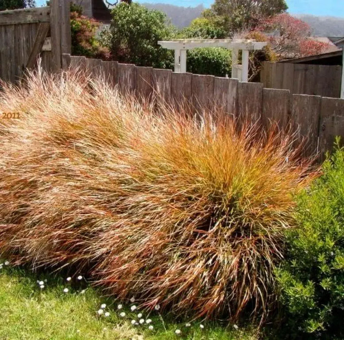 Pheasant Tail Grass Seed -ORNAMENTAL GRASS - Caribbean garden seed