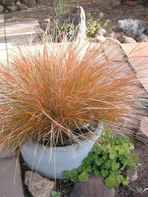 Pheasant Tail Grass Seed -ORNAMENTAL GRASS - Caribbean garden seed