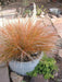 Pheasant Tail Grass Seed -ORNAMENTAL GRASS - Caribbean garden seed