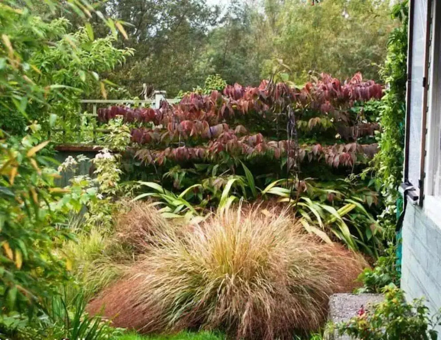 Pheasant Tail Grass Seed -ORNAMENTAL GRASS - Caribbean garden seed