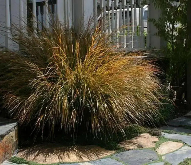 Pheasant Tail Grass Seed -ORNAMENTAL GRASS - Caribbean garden seed