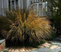 Pheasant Tail Grass Seed -ORNAMENTAL GRASS - Caribbean garden seed