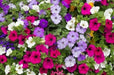 Petunia SEEDS, Dwarf MIXED, Wildflower. - Caribbean garden seed