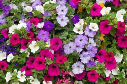 Petunia SEEDS, Dwarf MIXED, Wildflower. - Caribbean garden seed
