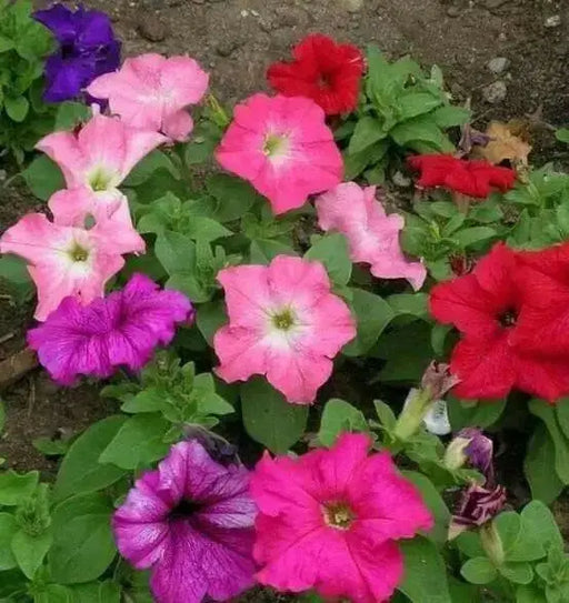 Petunia SEEDS, Dwarf MIXED, Wildflower. - Caribbean garden seed