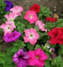 Petunia SEEDS, Dwarf MIXED, Wildflower. - Caribbean garden seed