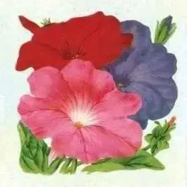 Petunia SEEDS, Dwarf MIXED, Wildflower. - Caribbean garden seed