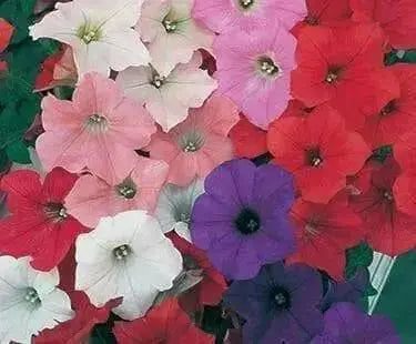 Petunia SEEDS, Dwarf MIXED, Wildflower. - Caribbean garden seed