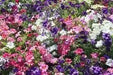 Petunia SEEDS, Dwarf MIXED, Wildflower. - Caribbean garden seed