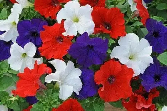 PETUNIA Flowers seed mix (Red white & blue) hanging baskets and containers - Caribbean garden seed