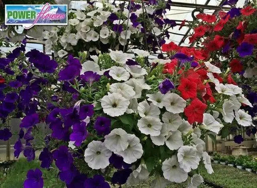 PETUNIA Flowers seed mix (Red white & blue) hanging baskets and containers - Caribbean garden seed