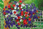 PETUNIA Flowers seed mix (Red white & blue) hanging baskets and containers - Caribbean garden seed