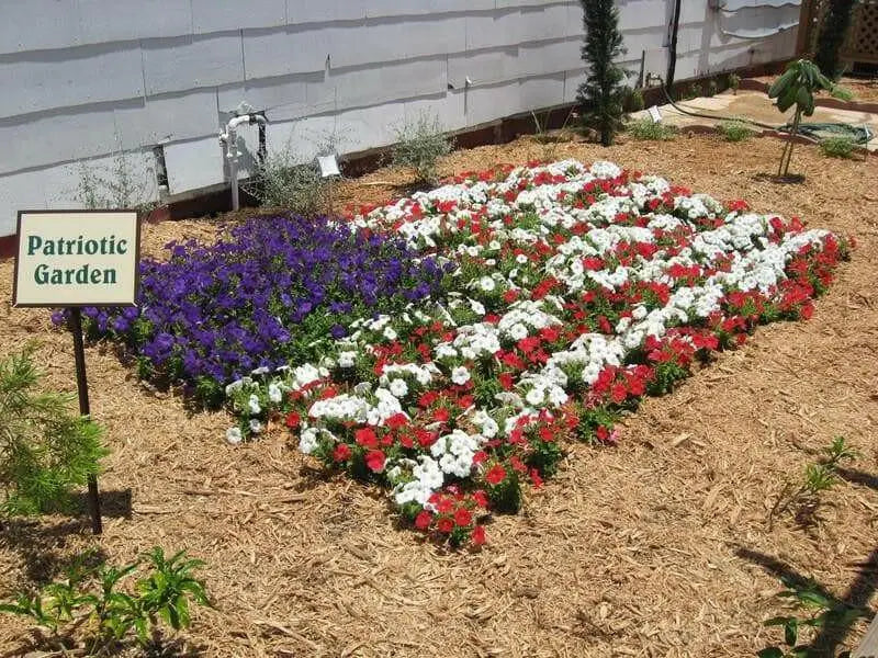 PETUNIA Flowers seed mix (Red white & blue) hanging baskets and containers - Caribbean garden seed