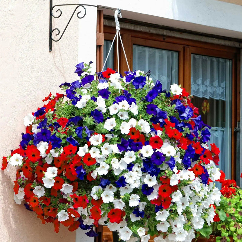 PETUNIA Flowers seed mix (Red white & blue) hanging baskets and containers - Caribbean garden seed