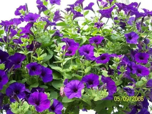 Petunia Seeds Petunia nana compacta (Purple) Wildflower (100 Seeds) Heirloom Excellent for baskets and containers. - Caribbean garden seed