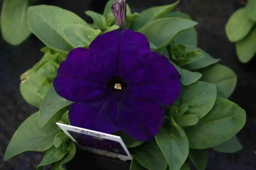 Petunia Seeds Petunia nana compacta (Purple) Wildflower (100 Seeds) Heirloom Excellent for baskets and containers. - Caribbean garden seed