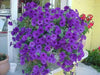 Petunia Seeds Petunia nana compacta (Purple) Wildflower (100 Seeds) Heirloom Excellent for baskets and containers. - Caribbean garden seed
