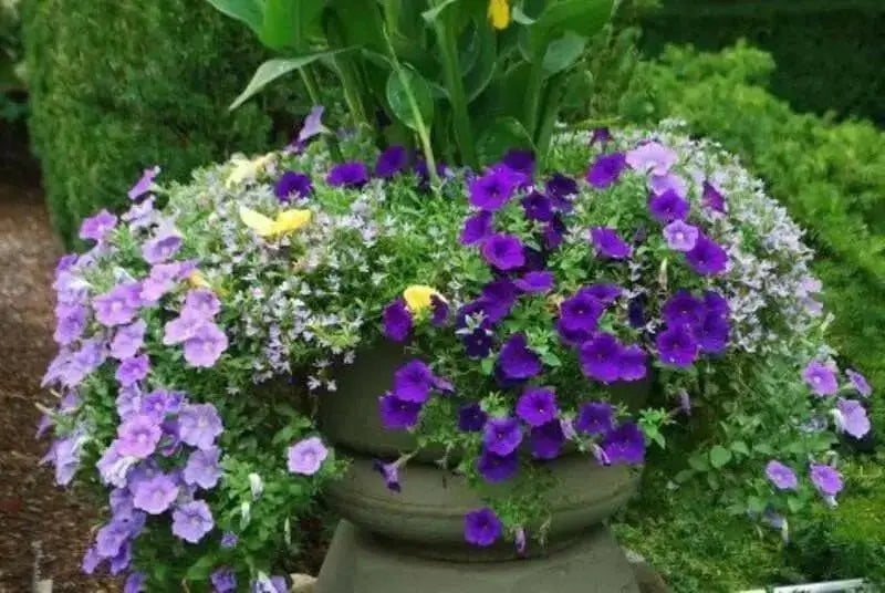 Petunia Seeds Petunia nana compacta (Purple) Wildflower (100 Seeds) Heirloom Excellent for baskets and containers. - Caribbean garden seed