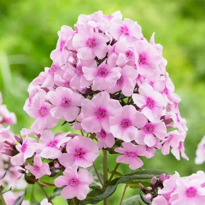 Phlox BRIGHT EYE- LIVE PLANTS, SUMMER PHLOX - Caribbean garden seed