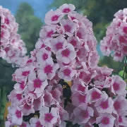 Phlox BRIGHT EYE- LIVE PLANTS, SUMMER PHLOX - Caribbean garden seed