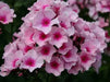 Phlox BRIGHT EYE- LIVE PLANTS, SUMMER PHLOX - Caribbean garden seed