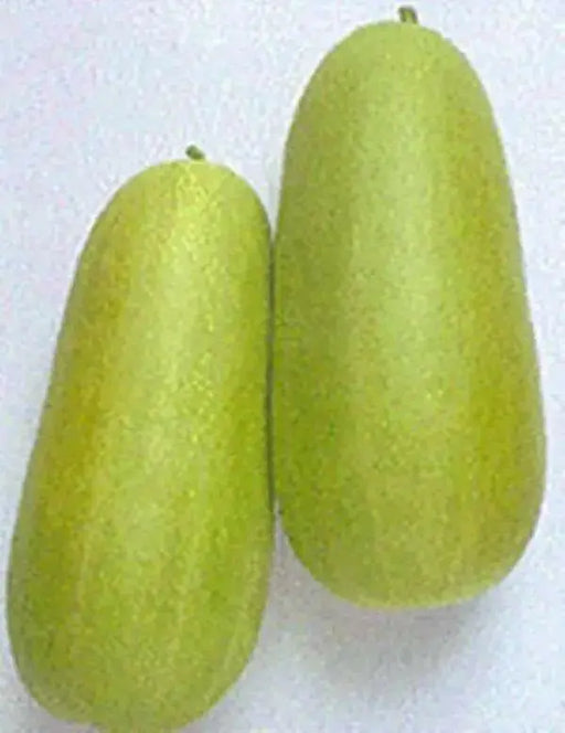 Pickling Melon Seeds "Numane" Asian Vegetable - Caribbean garden seed