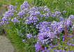 PHLOX ‘Blue Boy’(Plant/ Root) Summer Phlox - Caribbean garden seed