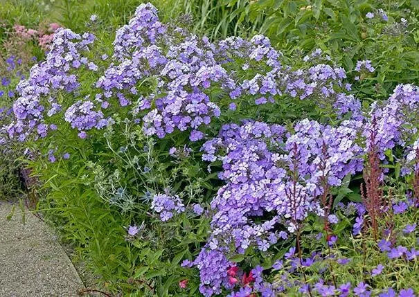 PHLOX ‘Blue Boy’(Plant/ Root) Summer Phlox - Caribbean garden seed