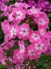 Phlox‘Anastasia‘’ Pink ( 1 Plant/ Root) Summer Phlox - Caribbean garden seed