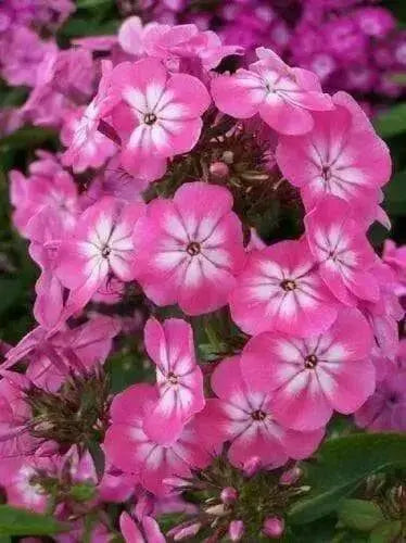 Phlox‘Anastasia‘’ Pink ( 1 Plant/ Root) Summer Phlox - Caribbean garden seed