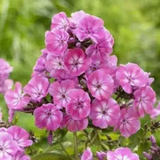 Phlox‘Anastasia‘’ Pink ( 1 Plant/ Root) Summer Phlox - Caribbean garden seed