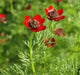 Pheasant's Eye ,Adonis Aestivalis, Wildflower Seeds - Caribbean garden seed