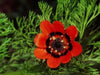Pheasant's Eye ,Adonis Aestivalis, Wildflower Seeds - Caribbean garden seed