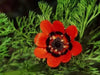 Pheasant's Eye ,Adonis Aestivalis, Wildflower Seeds - Caribbean garden seed
