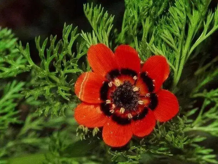 Pheasant's Eye ,Adonis Aestivalis, Wildflower Seeds - Caribbean garden seed