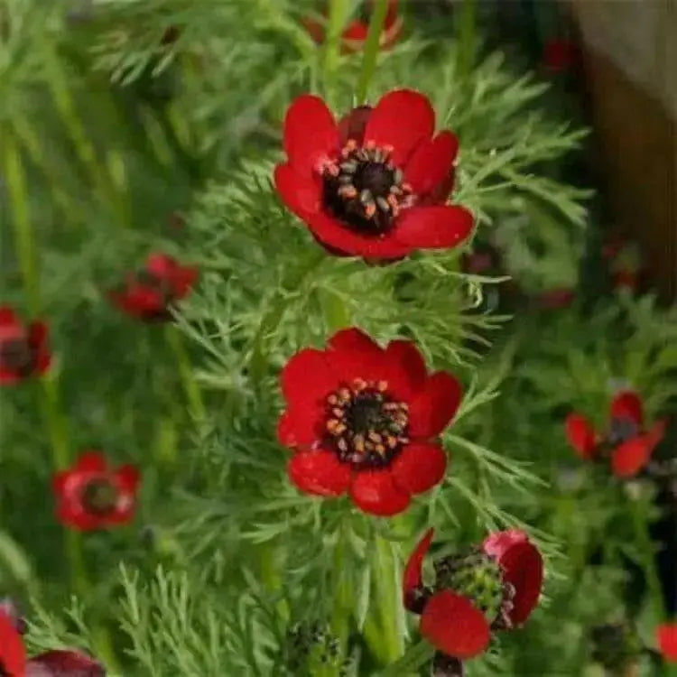 Pheasant's Eye ,Adonis Aestivalis, Wildflower Seeds - Caribbean garden seed