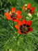 Pheasant's Eye ,Adonis Aestivalis, Wildflower Seeds - Caribbean garden seed
