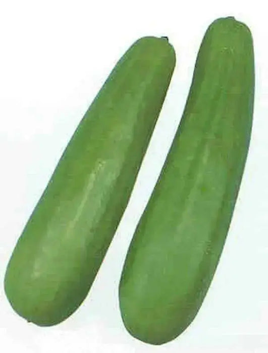 Pickling Melon Seeds "Katsura Giant"  Asian Vegetable - Caribbean garden seed