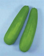 Pickling Melon Seeds "Katsura Giant"  Asian Vegetable - Caribbean garden seed