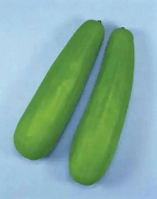 Pickling Melon Seeds "Katsura Giant"  Asian Vegetable - Caribbean garden seed