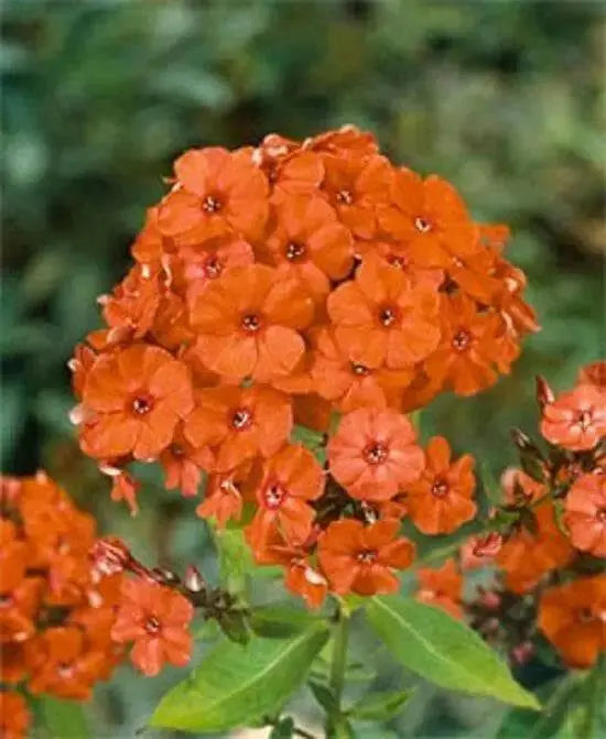Phlox ‘Orange Perfection’ (Plant/ BareRoot) , Perennial Shrub - Caribbean garden seed