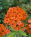 Phlox ‘Orange Perfection’ (Plant/ BareRoot) , Perennial Shrub - Caribbean garden seed