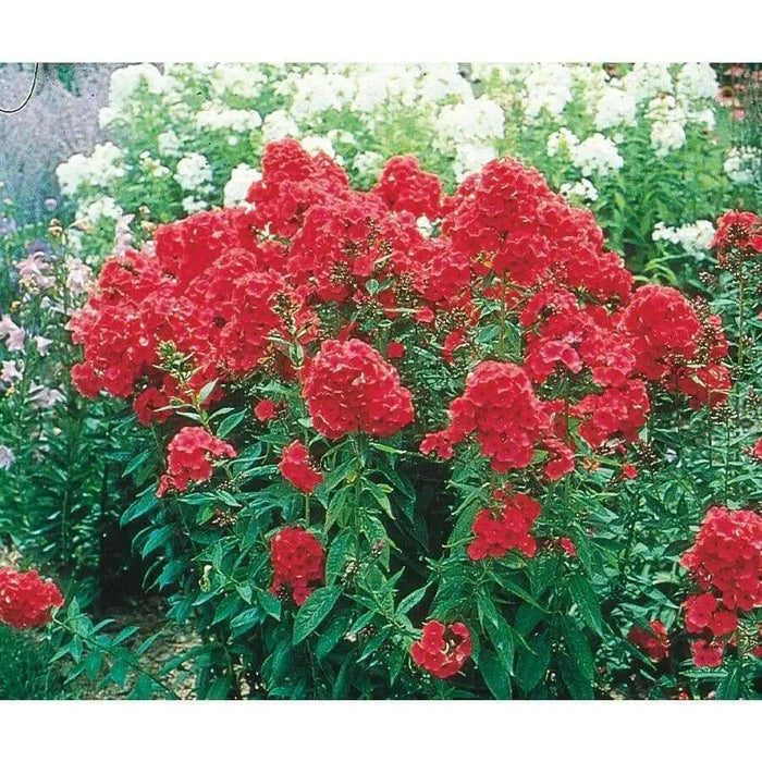 Phlox Starfire (Plant/ BareRoot) Red Flowers, Perennial Shrub - Caribbean garden seed