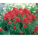 Phlox Starfire (Plant/ BareRoot) Red Flowers, Perennial Shrub - Caribbean garden seed