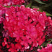 Phlox Starfire (Plant/ BareRoot) Red Flowers, Perennial Shrub - Caribbean garden seed