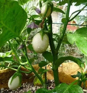 Pianta Delle Uova  Seeds, Small white Eggplant - Caribbean garden seed