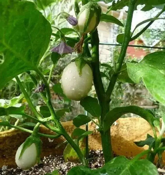 Pianta Delle Uova  Seeds, Small white Eggplant - Caribbean garden seed