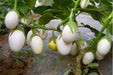 Pianta Delle Uova  Seeds, Small white Eggplant - Caribbean garden seed