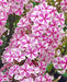 Phlox‘Natascha’(Plant/ Root) Summer Phlox - Caribbean garden seed