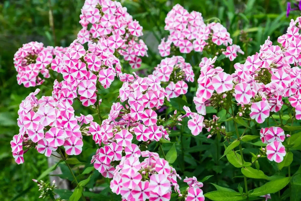 Phlox‘Natascha’(Plant/ Root) Summer Phlox - Caribbean garden seed